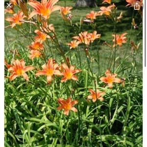 Day Lily Plants set of 6
